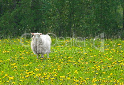 sheep in dandelion field