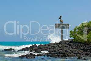 pelican in the beach