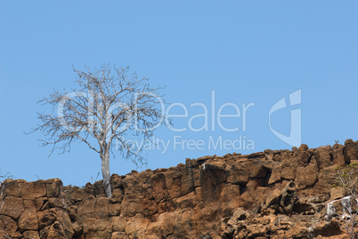 dry tree in the rocks
