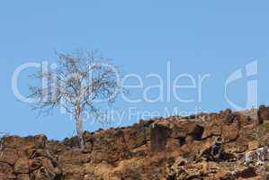 dry tree in the rocks