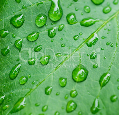 droplets on leaf - shallow focus