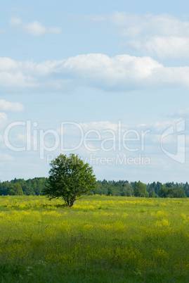 lonely tree standind in thó field