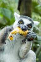 lemur eating banana