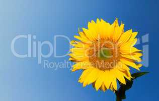 sunflower over deep blue sky background with copyspace