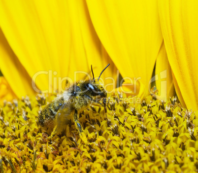 bee in sunflower