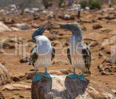 blue-footed boobies