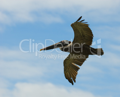 flying pelican, galapagos islands, ecuador