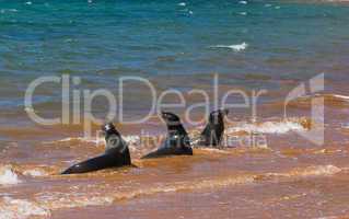 sea lions