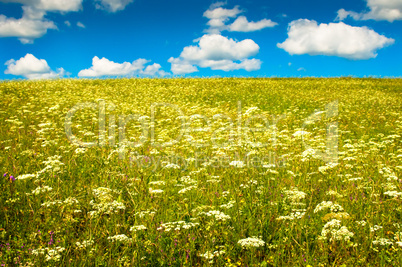 green field with blooming flowers and blue sky