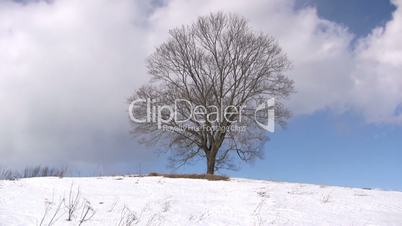Lonely tree on winter