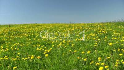 Field of dandelions