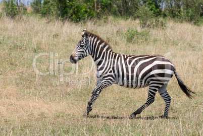 running zebra, masai mara, kenya