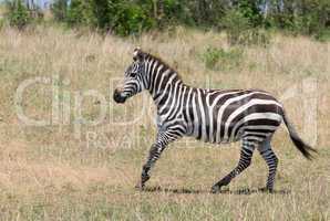 running zebra, masai mara, kenya