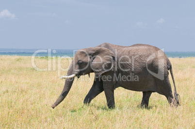 old elephant