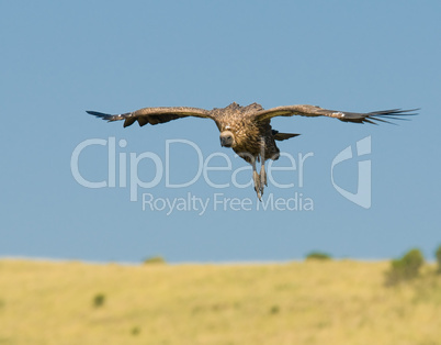 flying vulture, masai mara, kenya