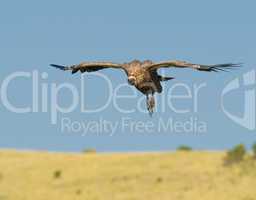 flying vulture, masai mara, kenya