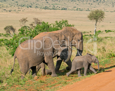 elephant's family