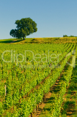 vineyards in bordeaux