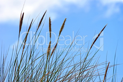 Dünengras & blauer Himmel