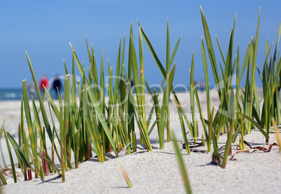 Dünengras am Meer