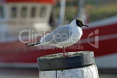 Lachmöwe im Hafen von Büsum