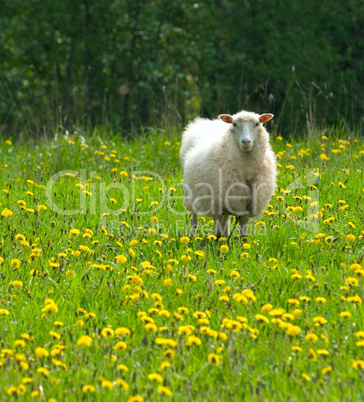 sheep in dandelion field