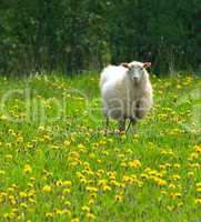 sheep in dandelion field