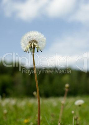 dandelion over blue sky background