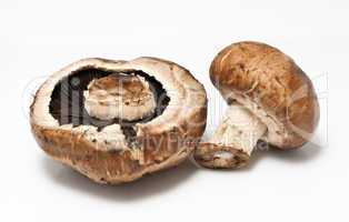 Mushrooms on White Background