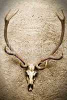 Deer's Skull