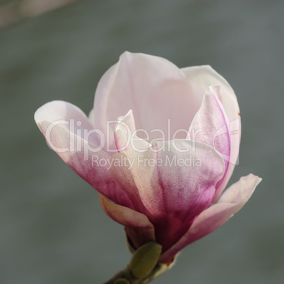 magnolia 85