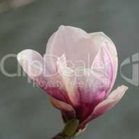 magnolia 85