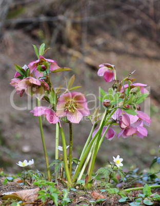 Christrose (Helleborus)