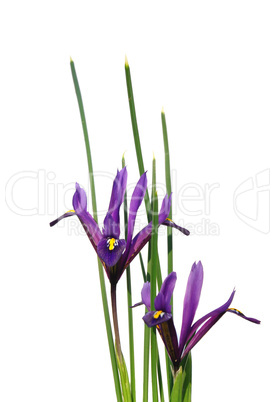 Zwergiris (Iris reticulata)