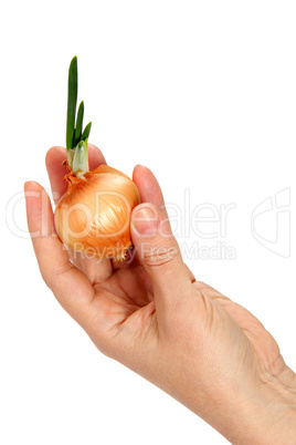 A beautiful female hand keeps onion