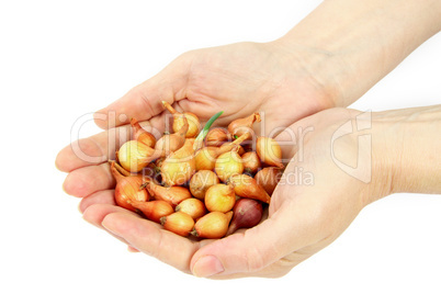 Beautiful women's hands hold the seeds of onions