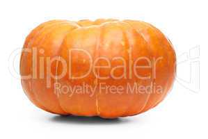 Single fresh pumpkin