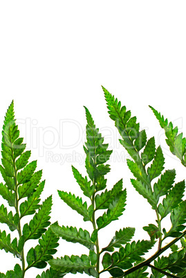 Fern leaf