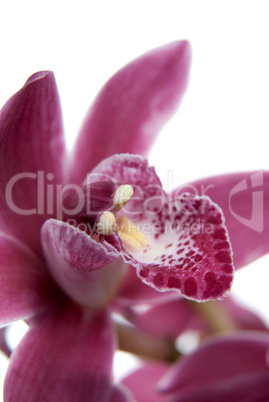 Pink orchid flower close-up