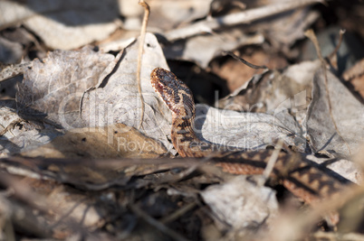 Adder - Vipera berus