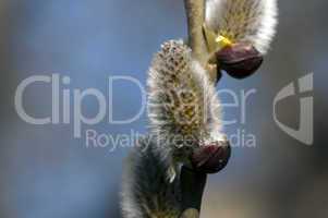 Willow catkins