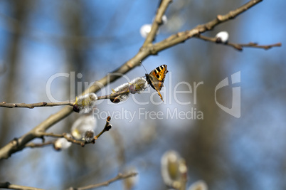 Little Fox - Aglais urticae