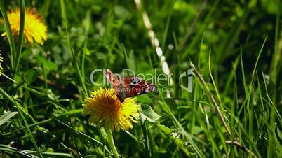 butterfly perched on blossomed dandelion