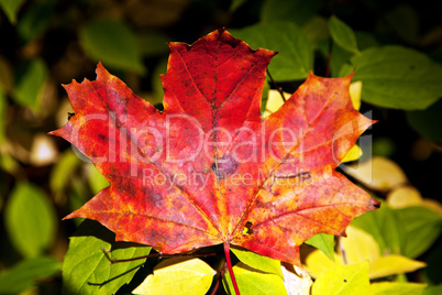 Herbstlaub 513 Herbstlaub 513