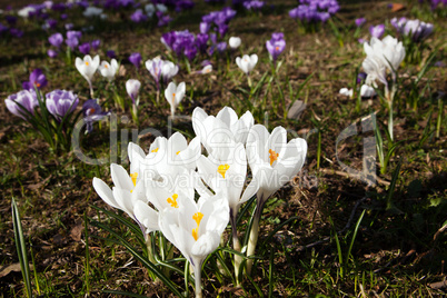 Krokus auf der Wiese 873