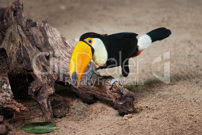 Toco Toucan Sitting on Tree Trunk