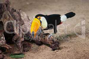 Toco Toucan Sitting on Tree Trunk