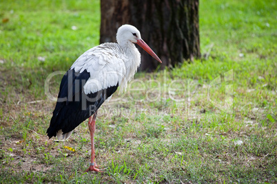 Stork on a Meadow