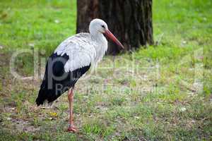 Stork on a Meadow