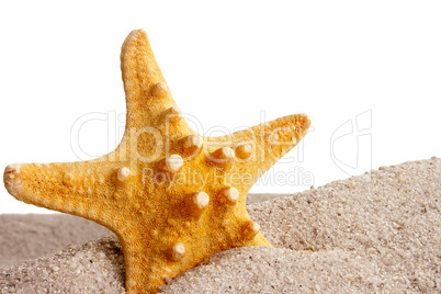 Golden Starfish